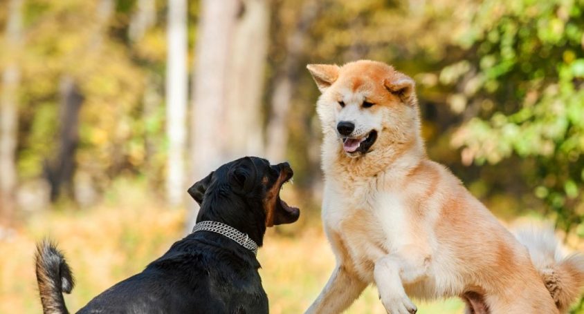 Pubertät beim Hund