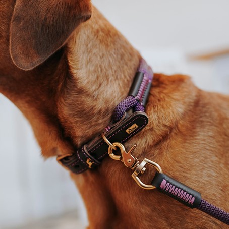 Halsband Hund: Tau & Leder