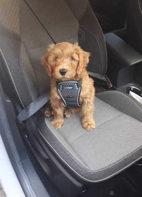 Hundegeschirr Auto