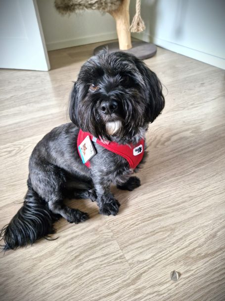 Geschirr für kleine Hunde