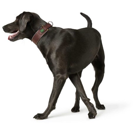 Halsband Hund breit