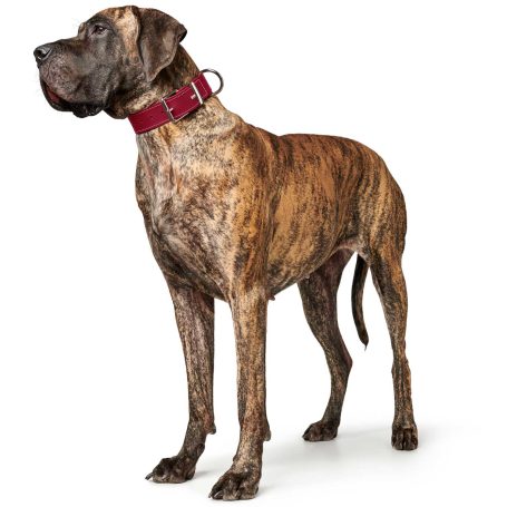 Halsband Hund breit