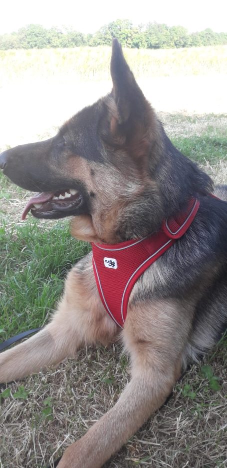 Y geschirr für Hunde Kasra