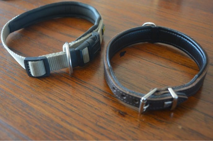 Halsband Hund: Schnalle oder Klickverschluss