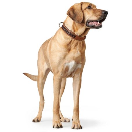 Halsband Hunter leder El Paso