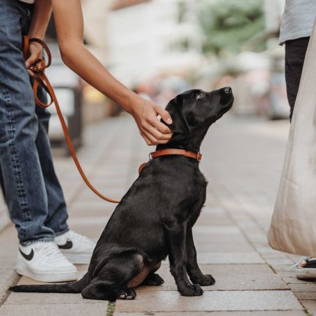 Halsband Hunter Leder Aalborg