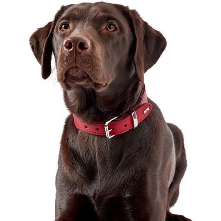 Halsband Hund breit Hunter basic