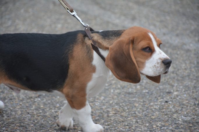 Halsband Hund: Druck auf den empfindlichen Halsbereich