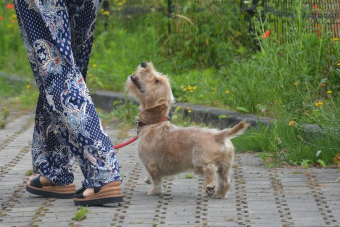 Halsband Hund: lockeres Laufen an der Leine
