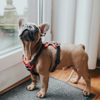 Hundegeschirr