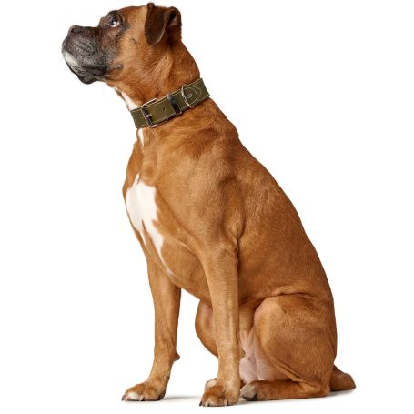 Halsband Hund breit Aalborg special