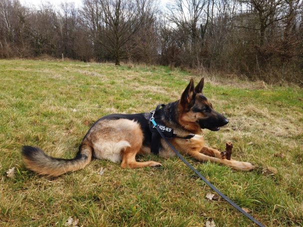Brustgeschirr für Hunde Julius K9 Kasra Empfohlen