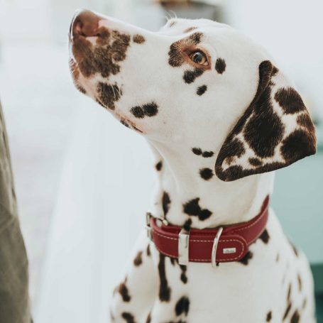 Halsband Hund breit Aalborg special