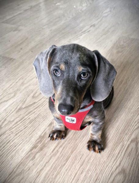 Geschirr für kleine Hunde Dackel