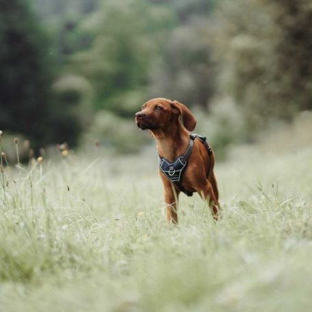 Hundengeschirr große Hunde