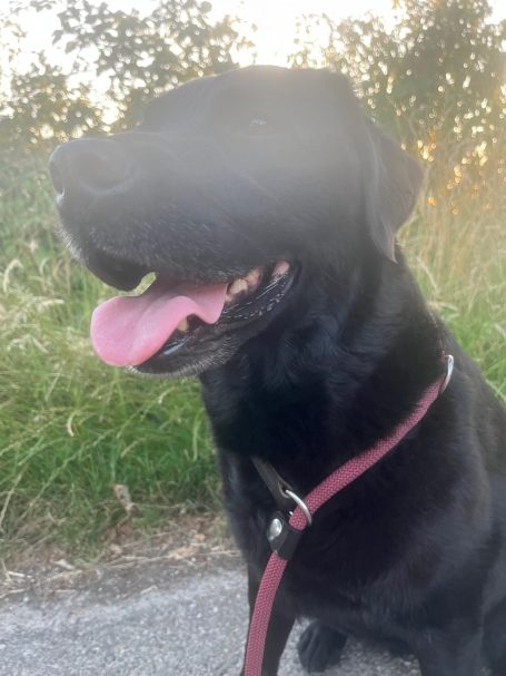 Hunter Retriever Leine
