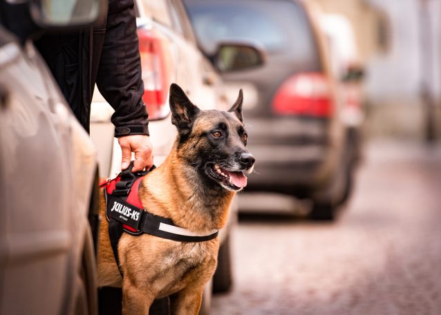 Brustgeschirr für Hunde