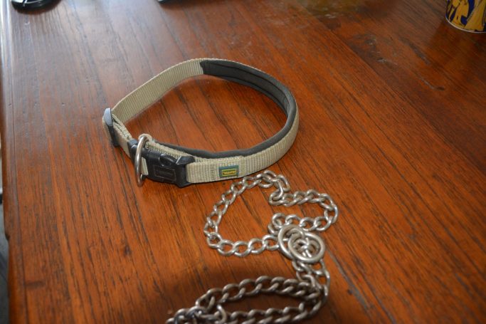 Halsband Hund: fest statt zug