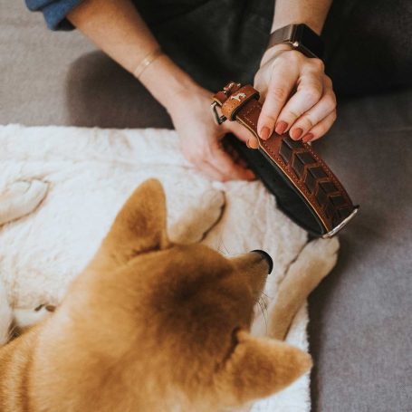 Halsband Hund breit El Paso