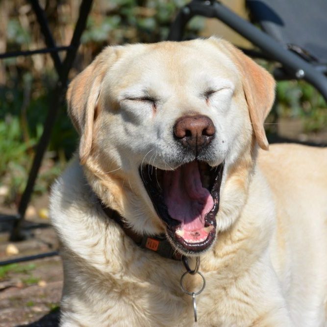 Körpersprache beim Hund