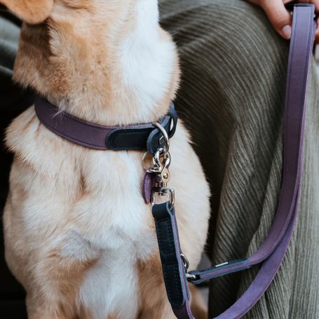 Halsband Hund