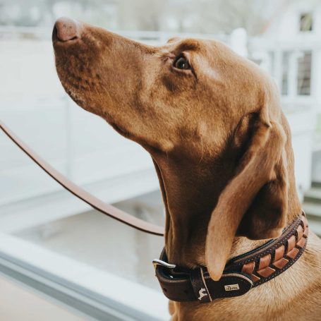 Halsband Hund breit Hunter El Paso