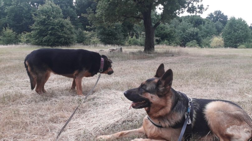 Hundeleine großer Hund