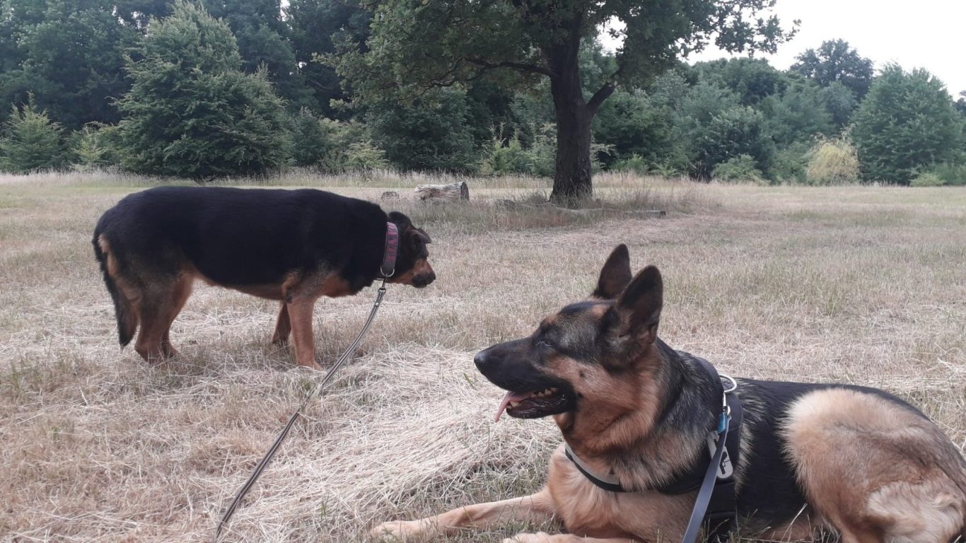 Hunter und Trixie im täglichen Einsatz Slchleppleine Hund