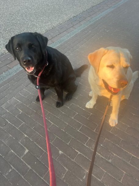 Hundeleine großer Hund
