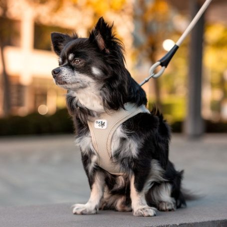 Hundegeschirr
