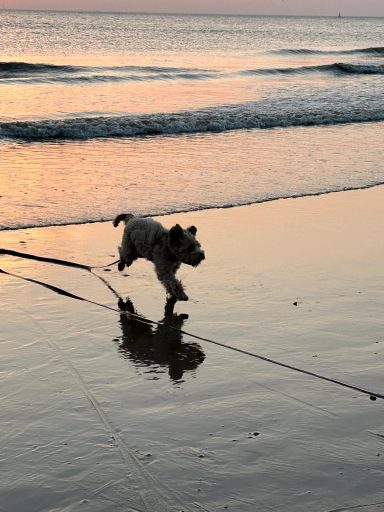 TrainerErprobt Hundetrainingszubehör